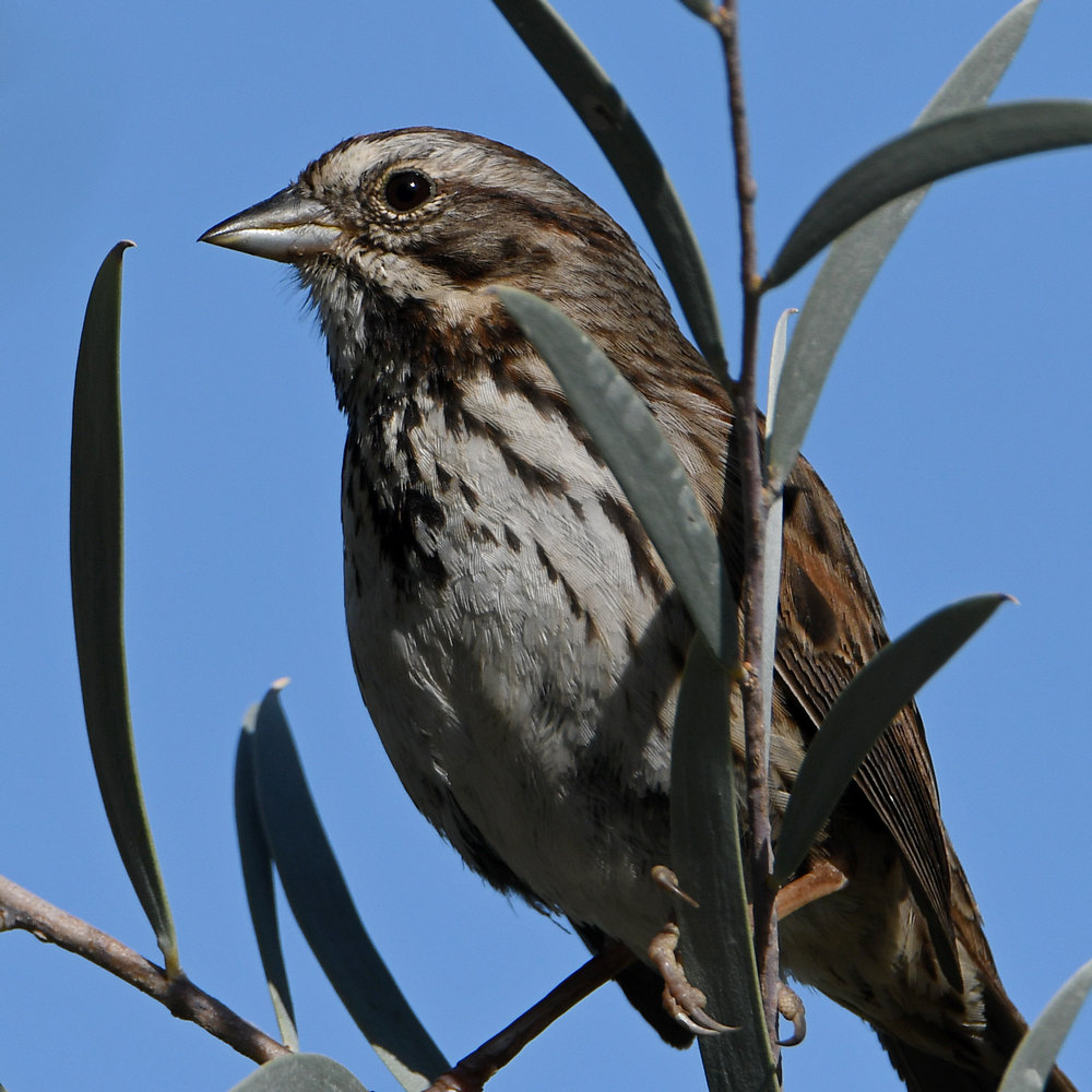 Sparrow3.jpg