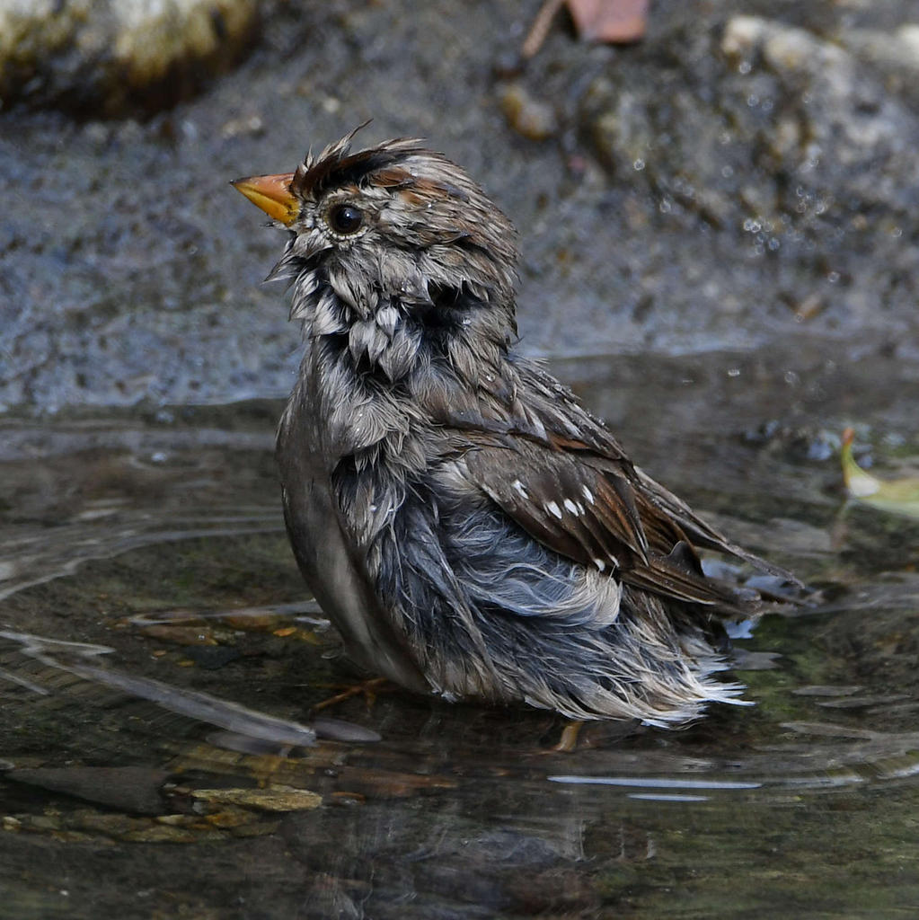 Sparrow3.jpg
