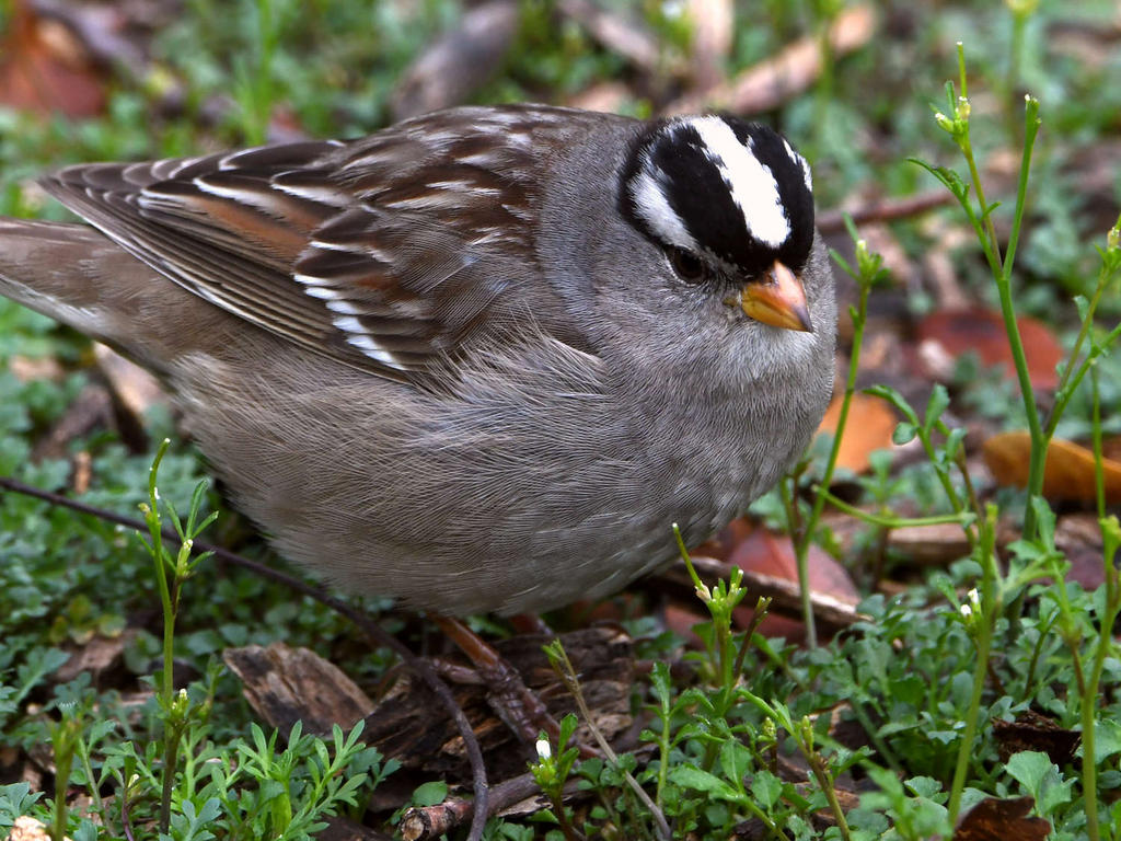 Sparrow3.jpg