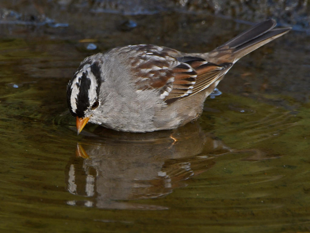 Sparrow3.jpg