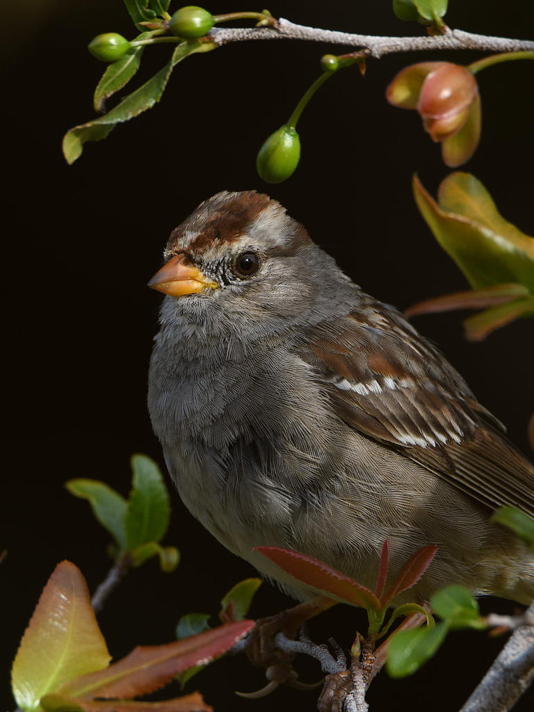 Sparrow3.jpg