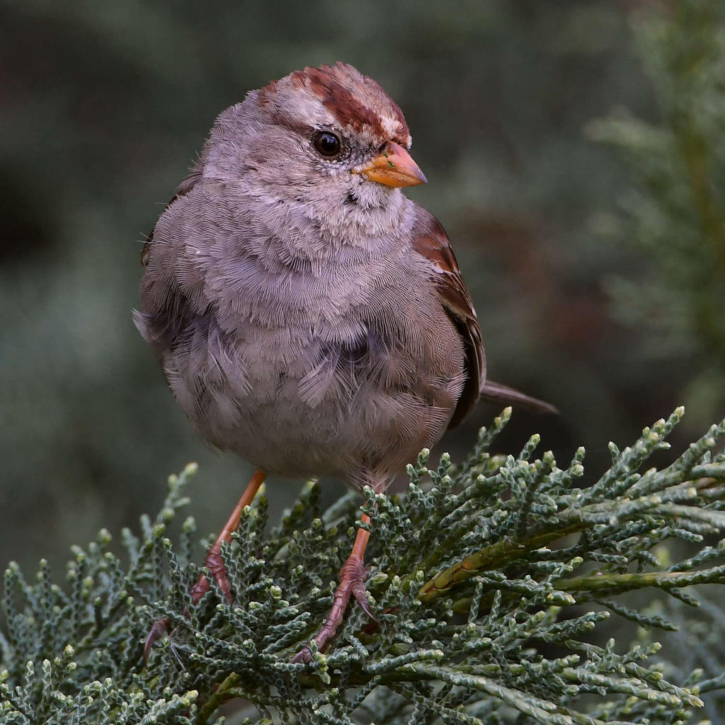 Sparrow3.jpg