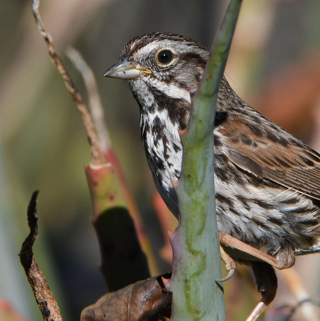 Sparrow3.jpg