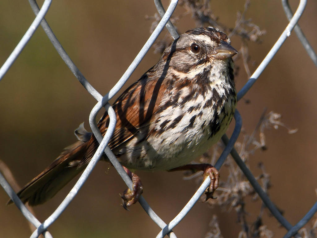 Sparrow3.jpg