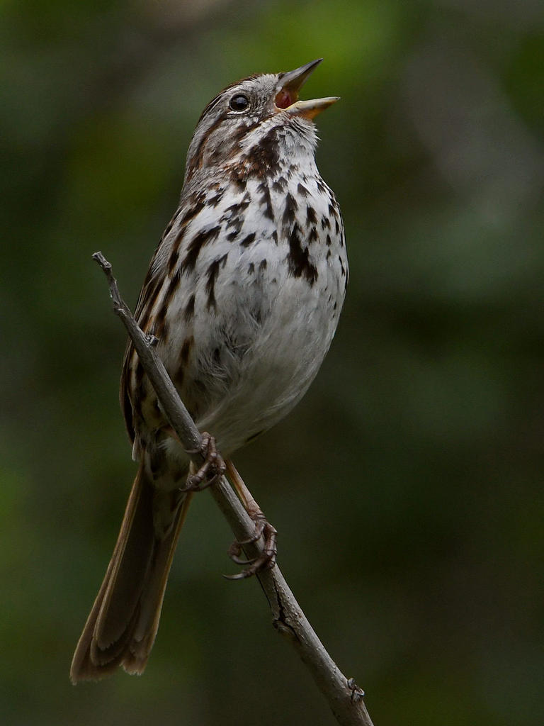 Sparrow3.jpg