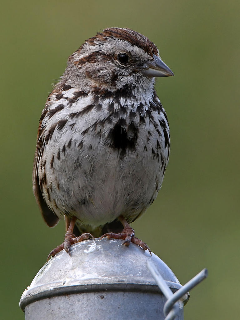 Sparrow3.jpg