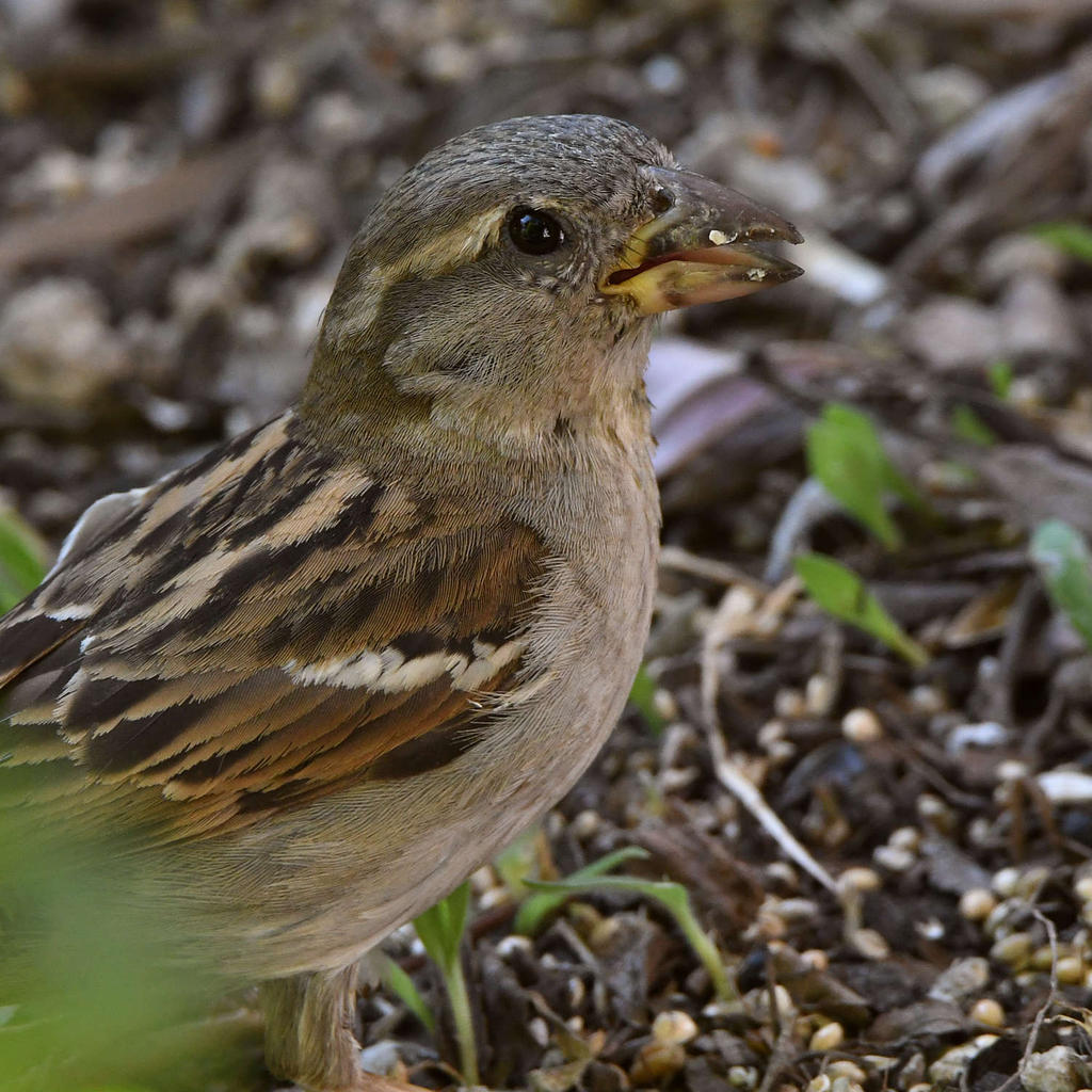 Sparrow3.jpg