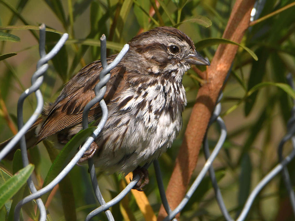 Sparrow3.jpg