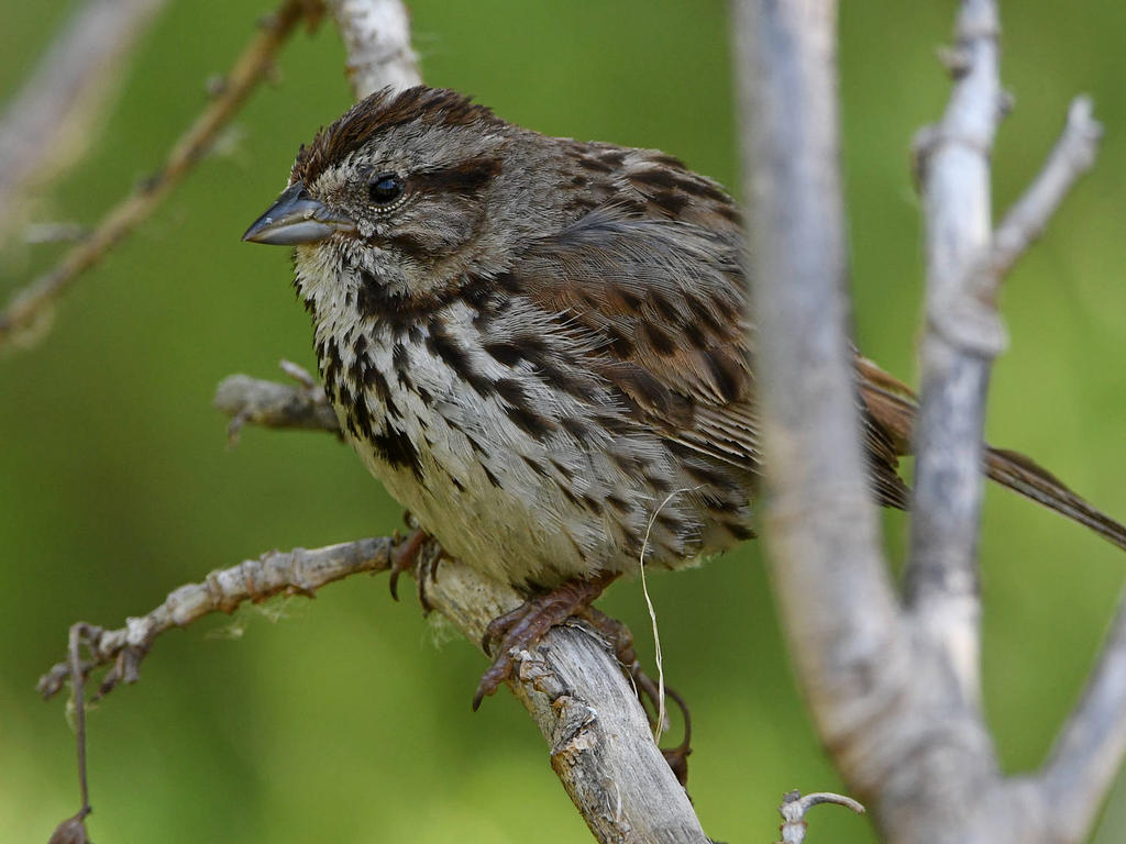 Sparrow3.jpg