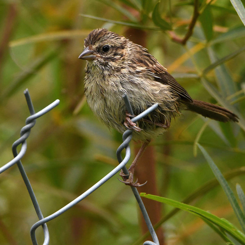 Sparrow3.jpg