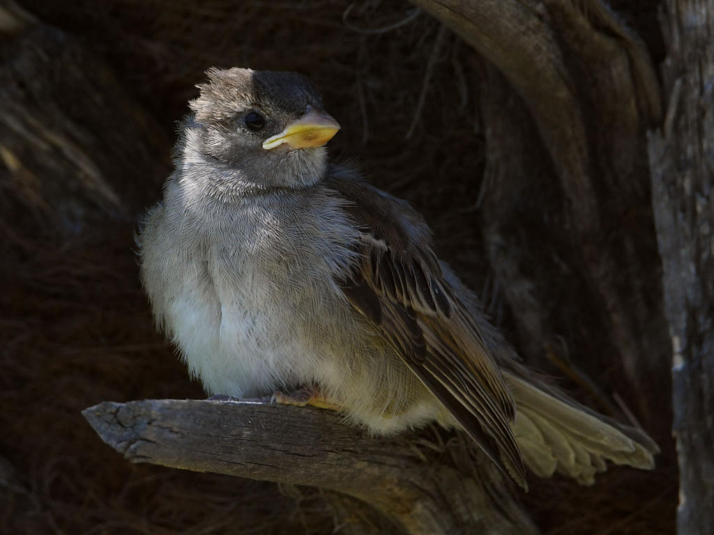 Sparrow3.jpg