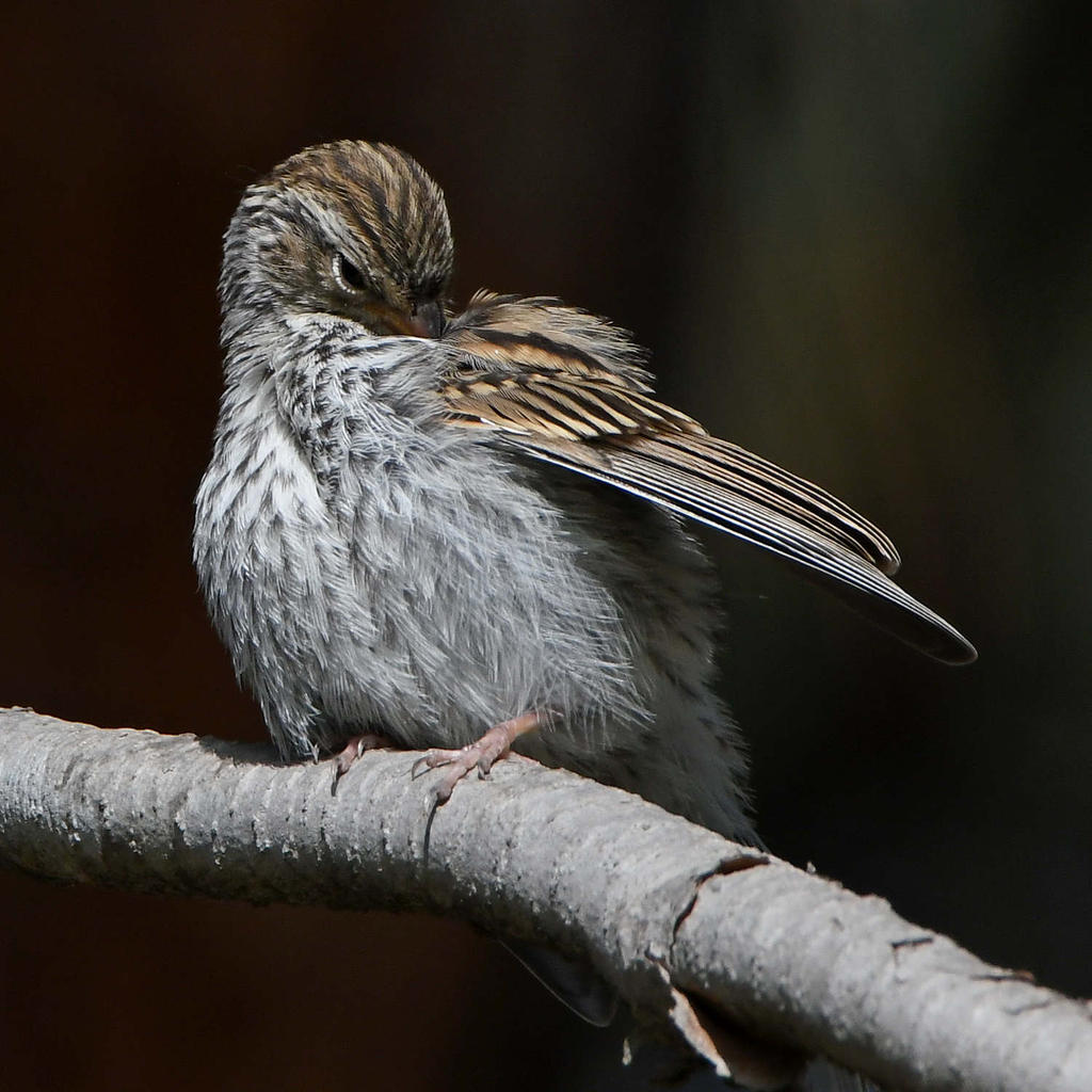 Sparrow3.jpg