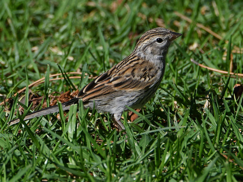 Sparrow3.jpg