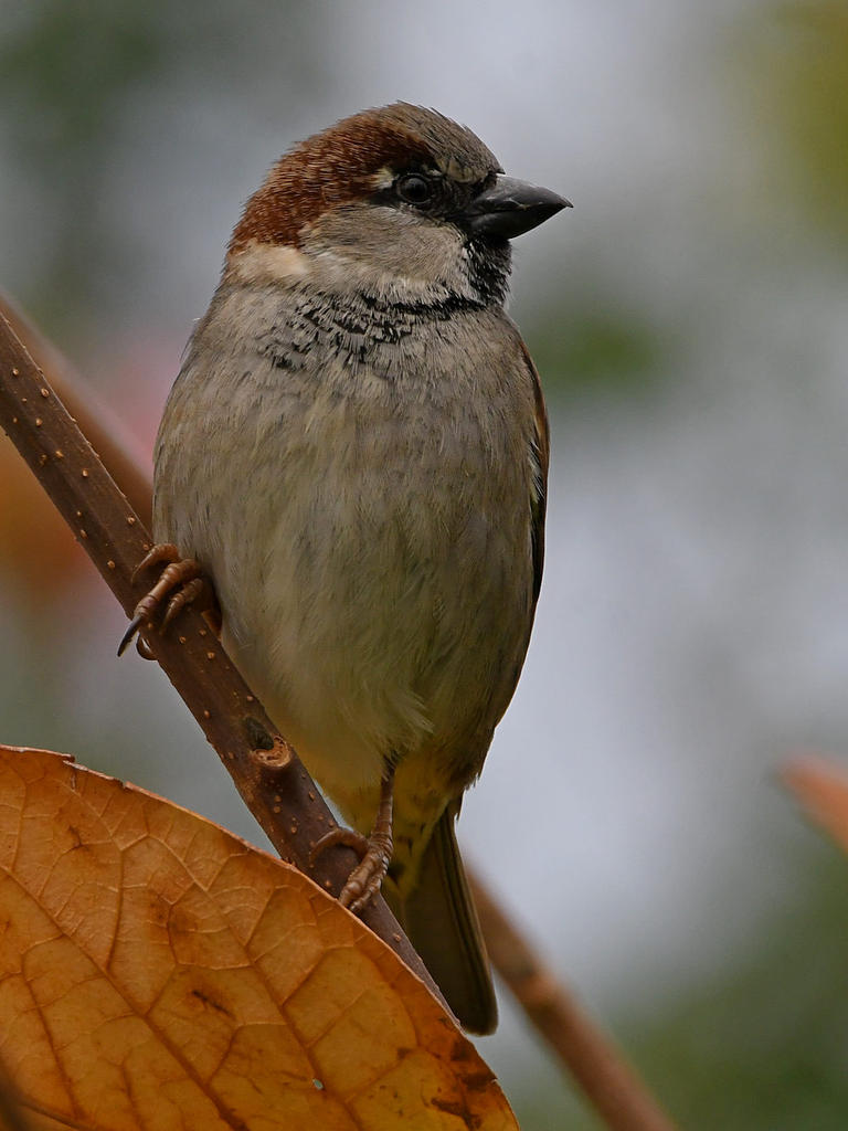 Sparrow3.jpg