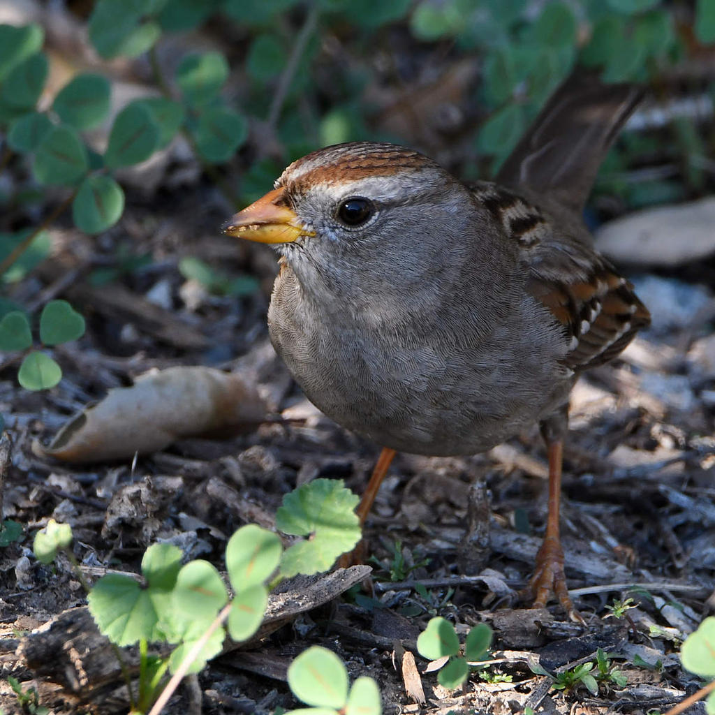 Sparrow3.jpg