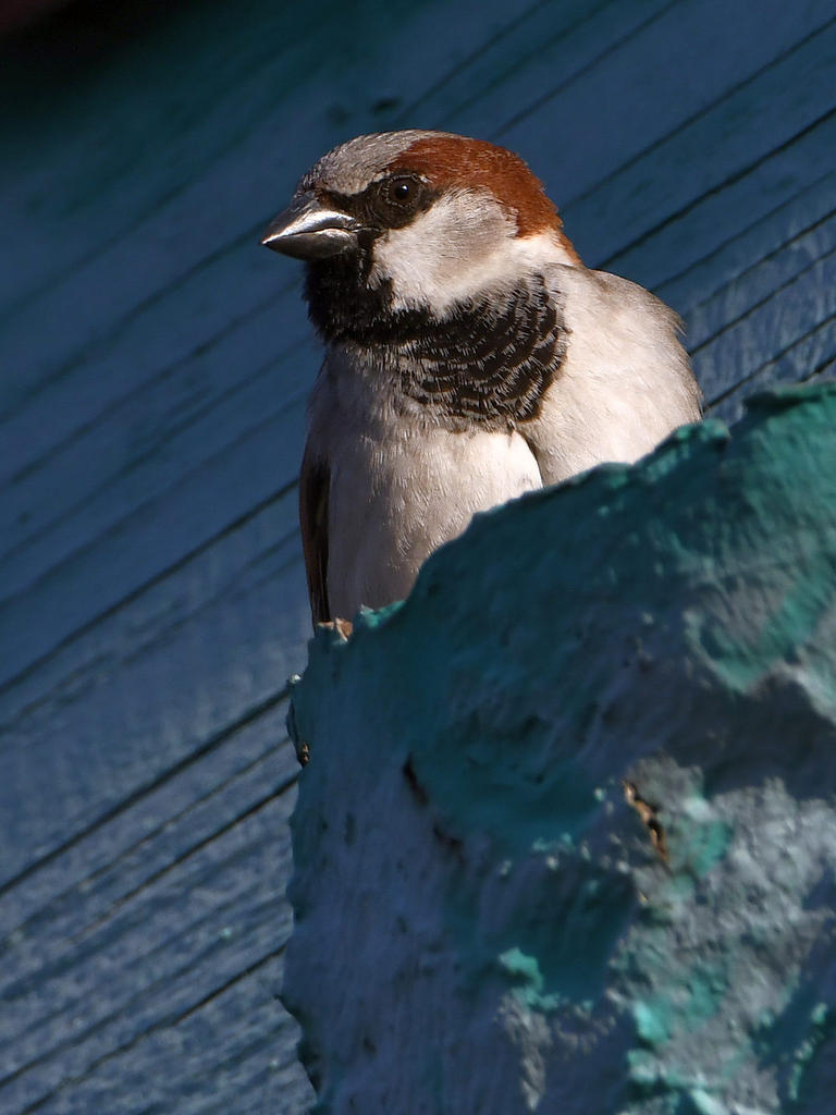 Sparrow3.jpg
