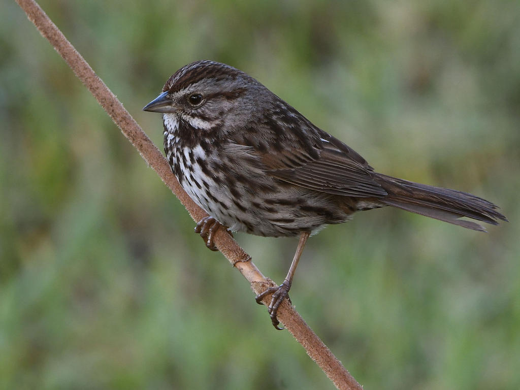 Sparrow3.jpg