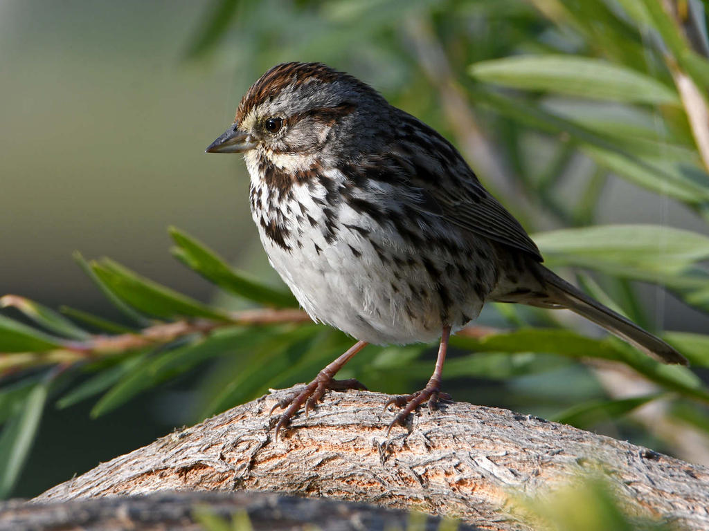 Sparrow3.jpg
