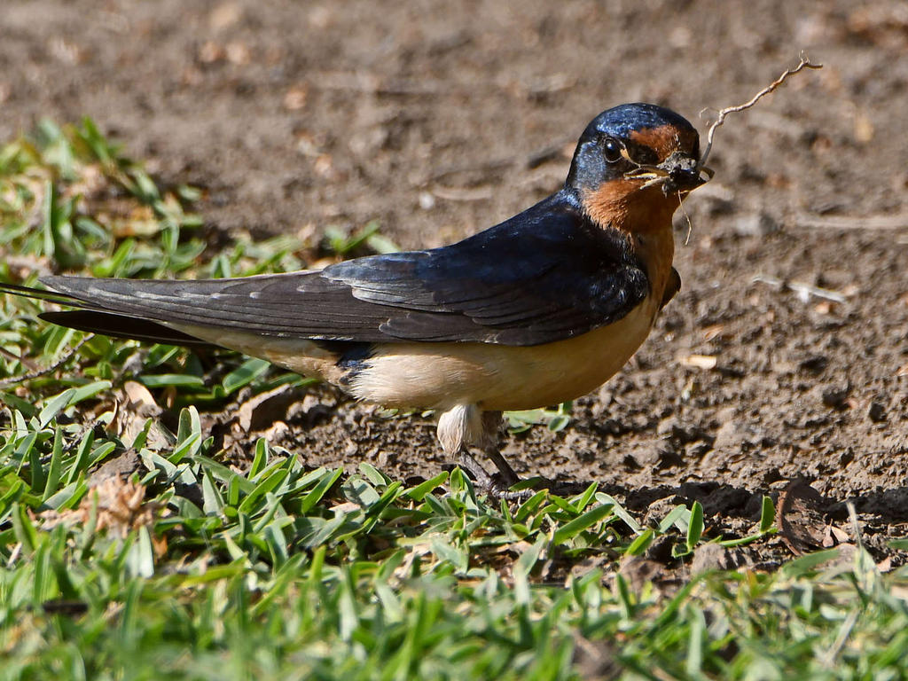 Sparrow3.jpg