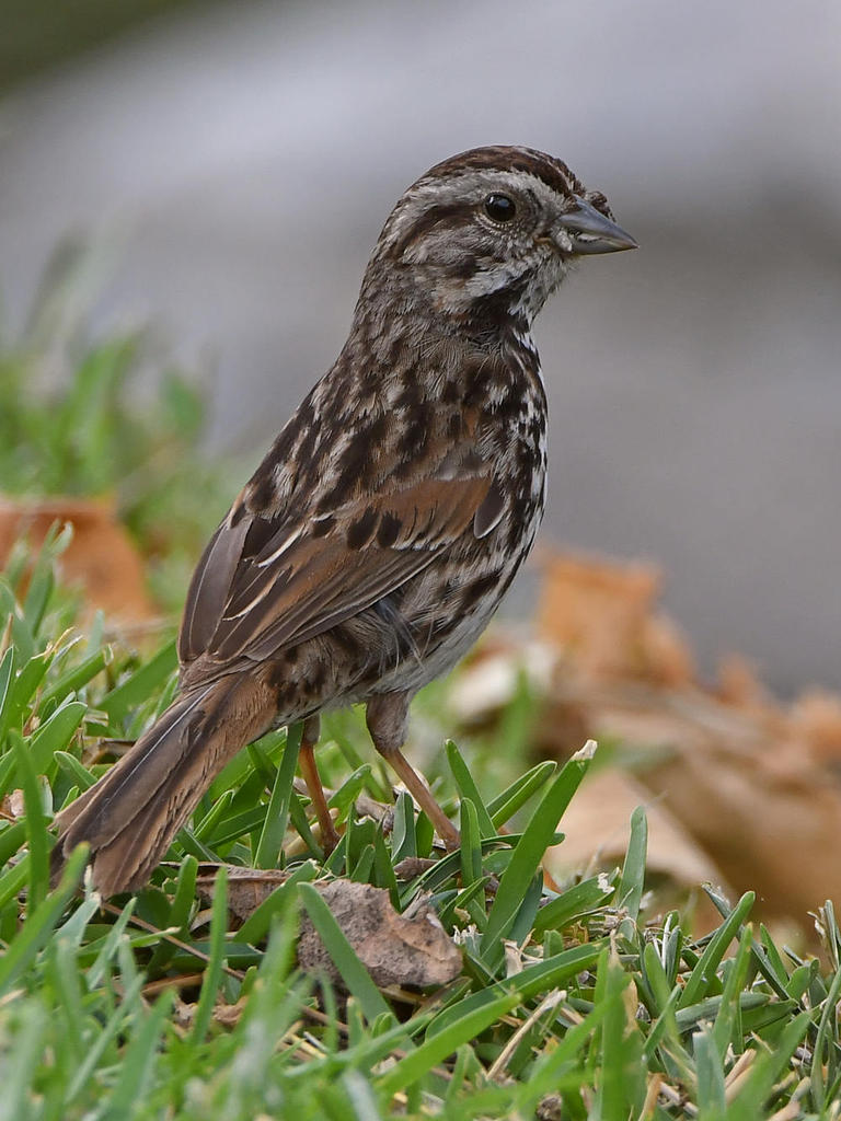 Sparrow3.jpg