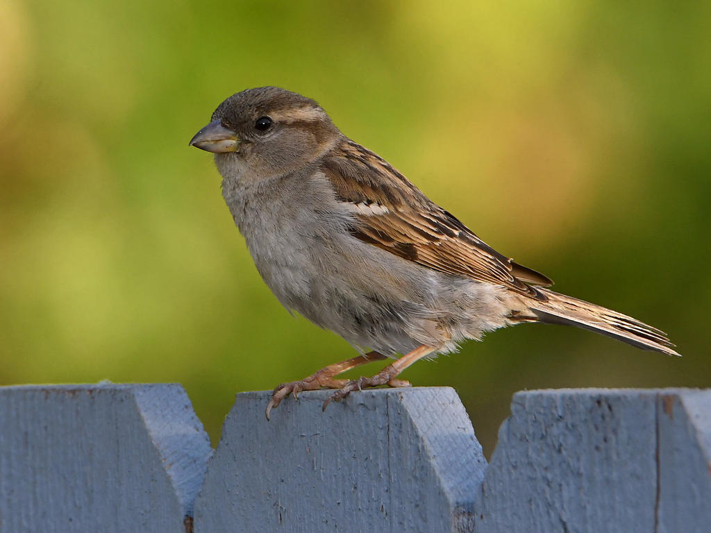 Sparrow3.jpg