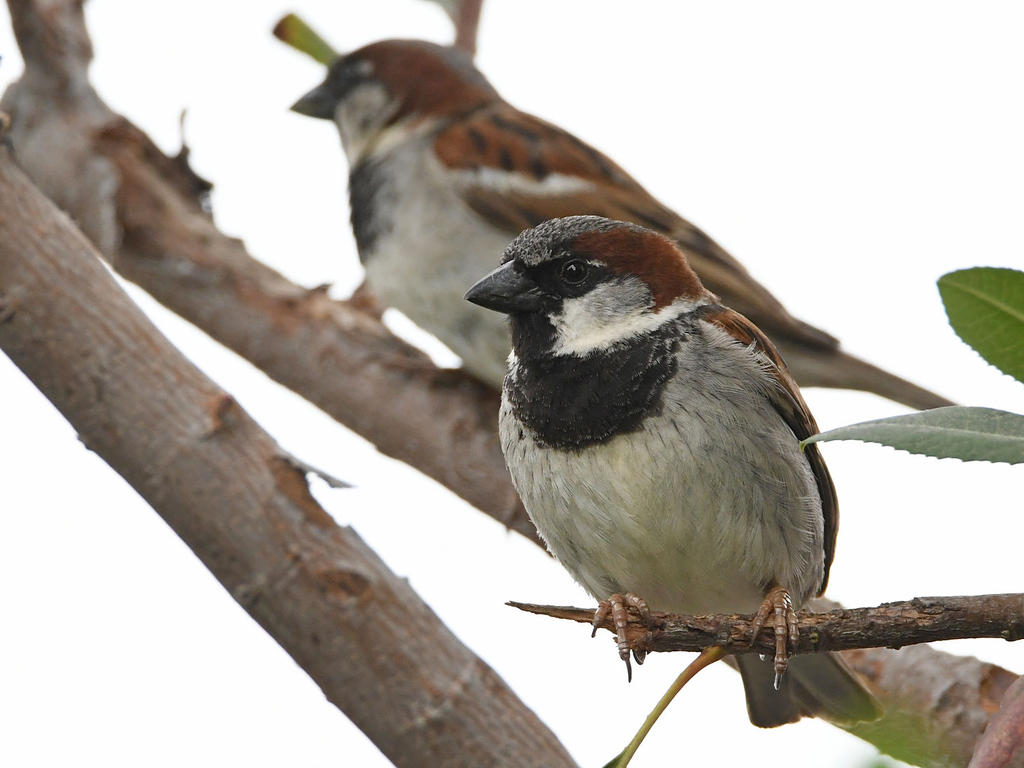 Sparrow3.jpg
