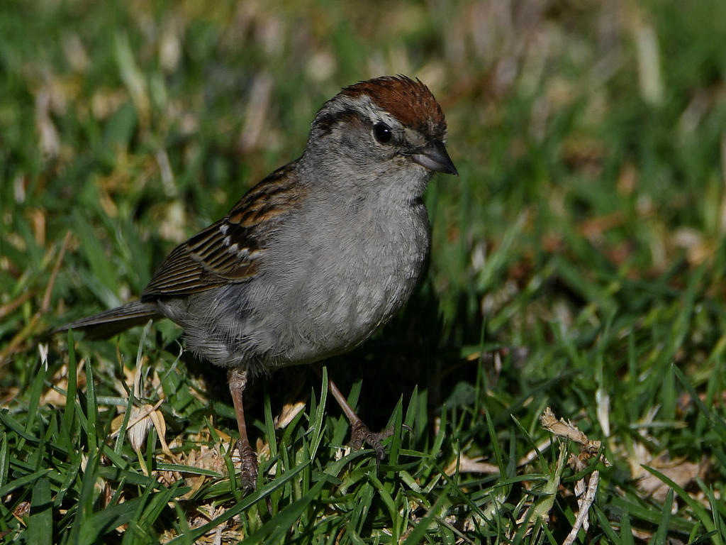 Sparrow3.jpg