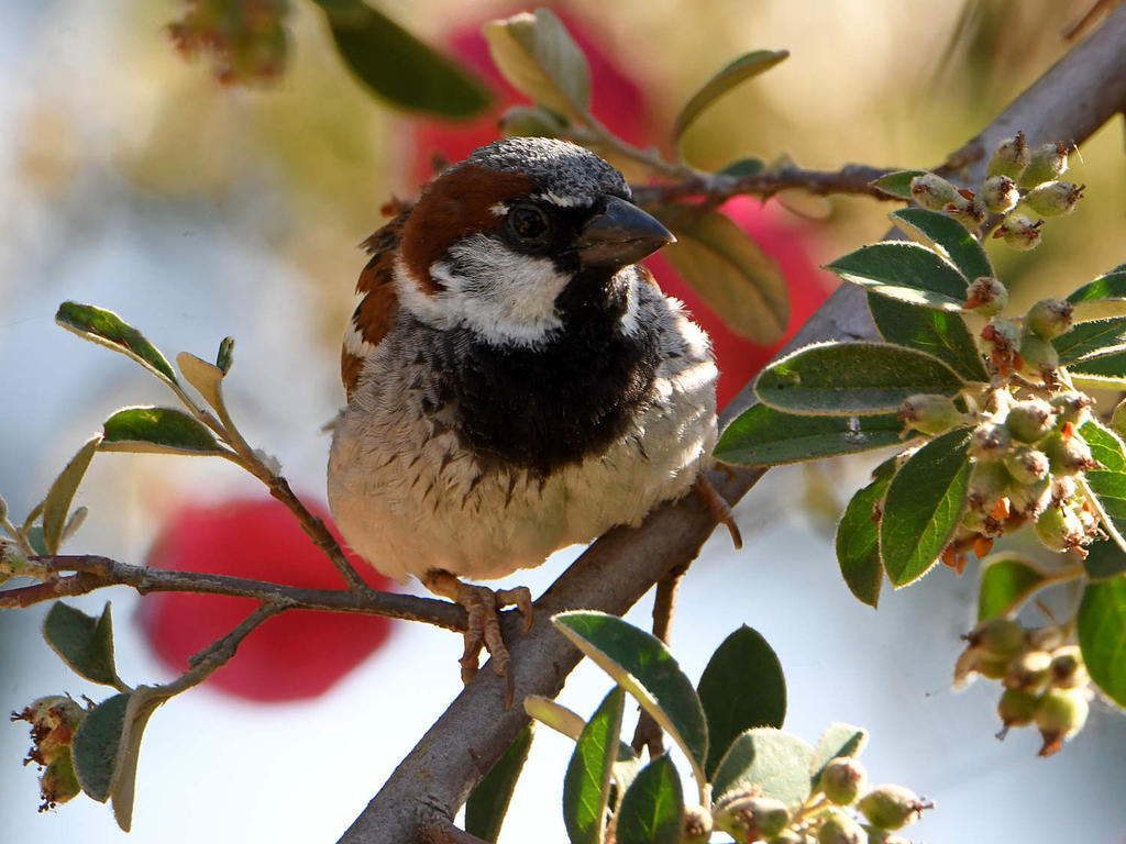 Sparrow3.jpg