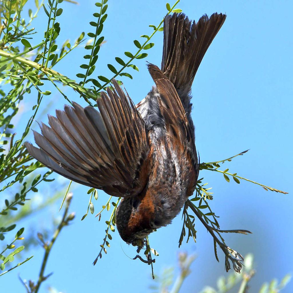 Sparrow3.jpg