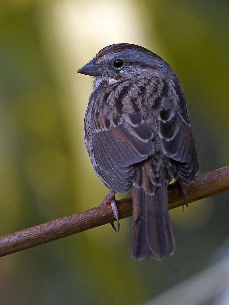 Sparrow3.jpg