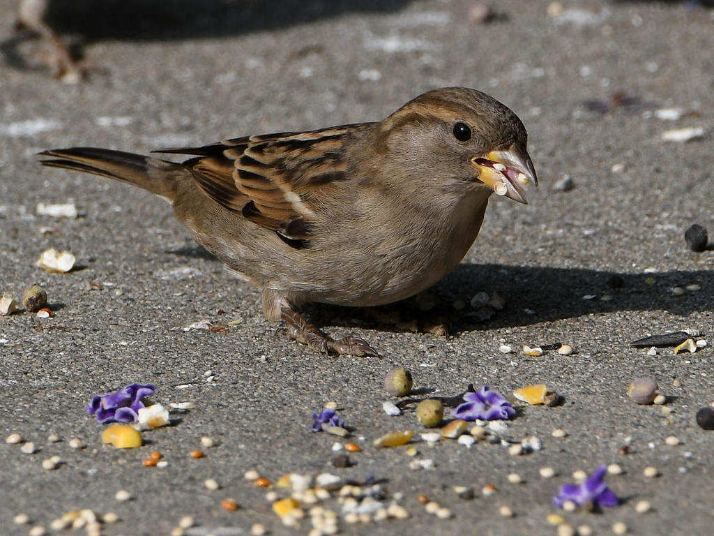 Sparrow3.jpg
