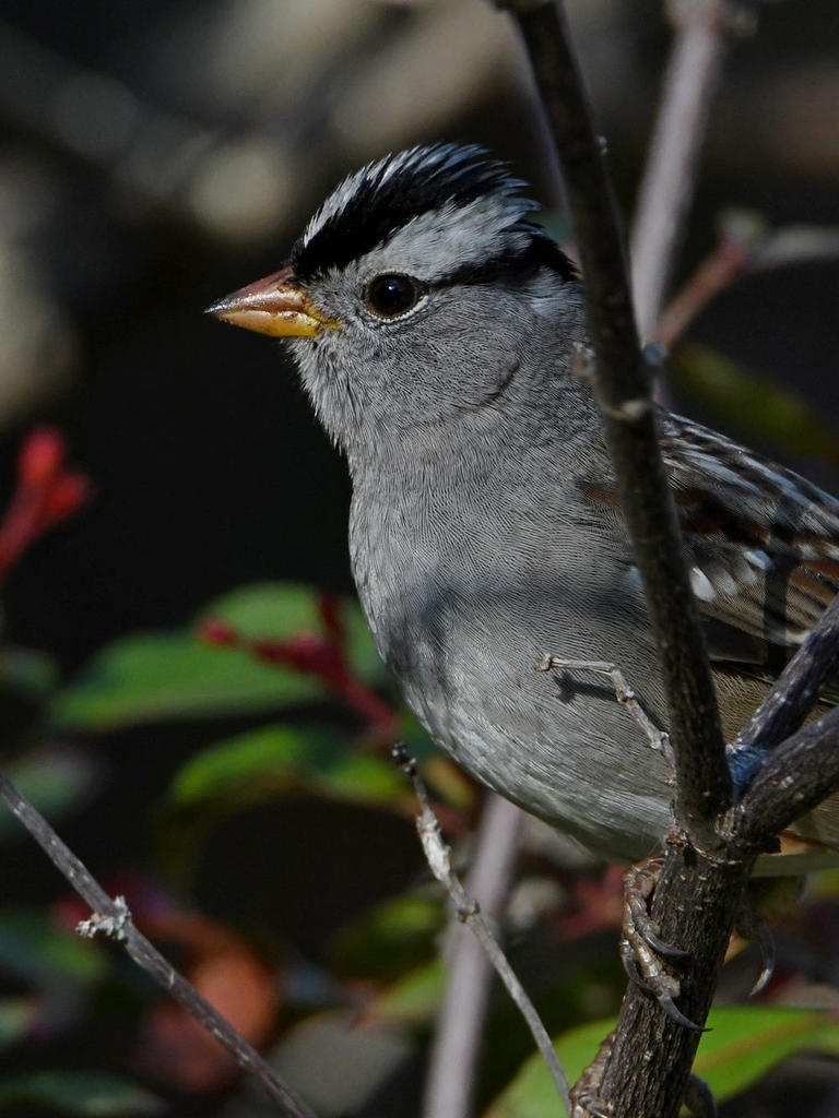 Sparrow3.jpg