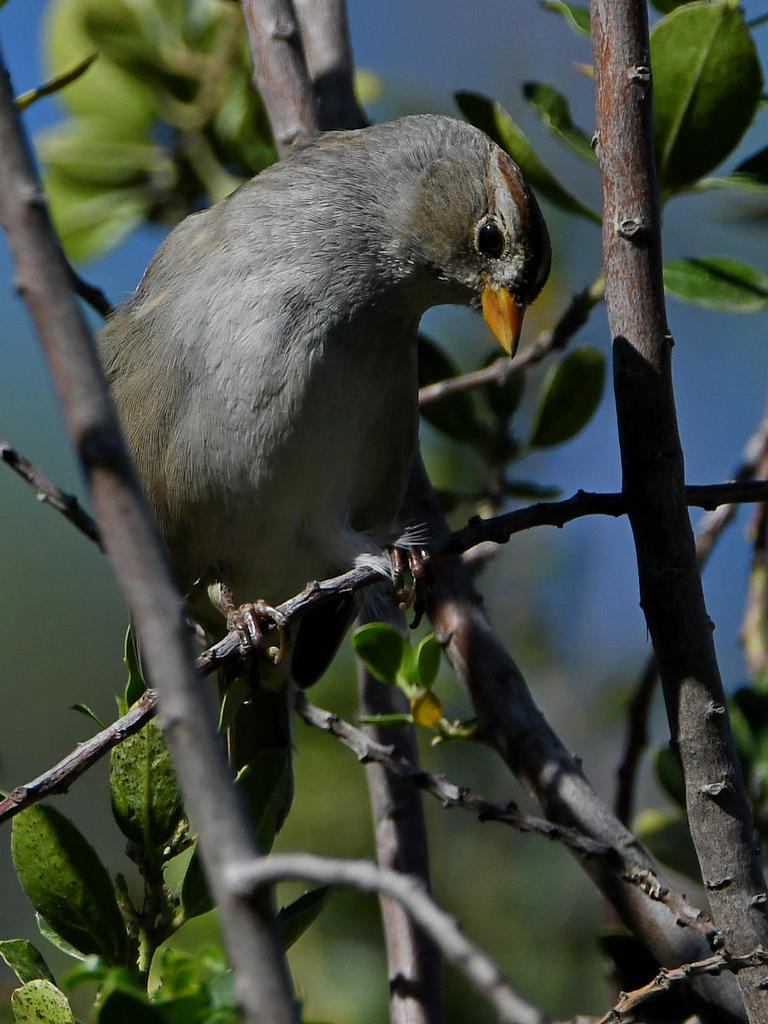 Sparrow3.jpg