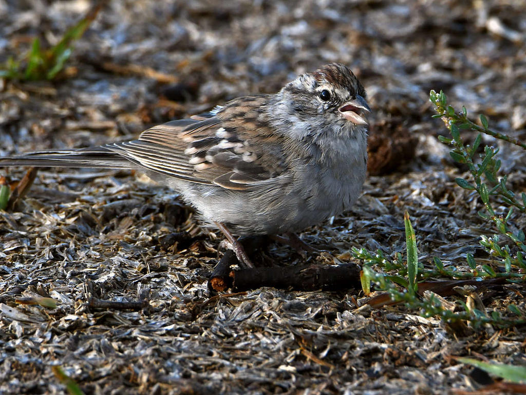 Sparrow3.jpg