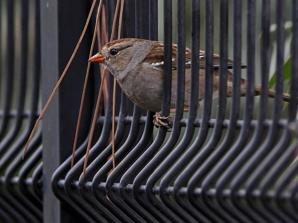 Sparrow3.jpg