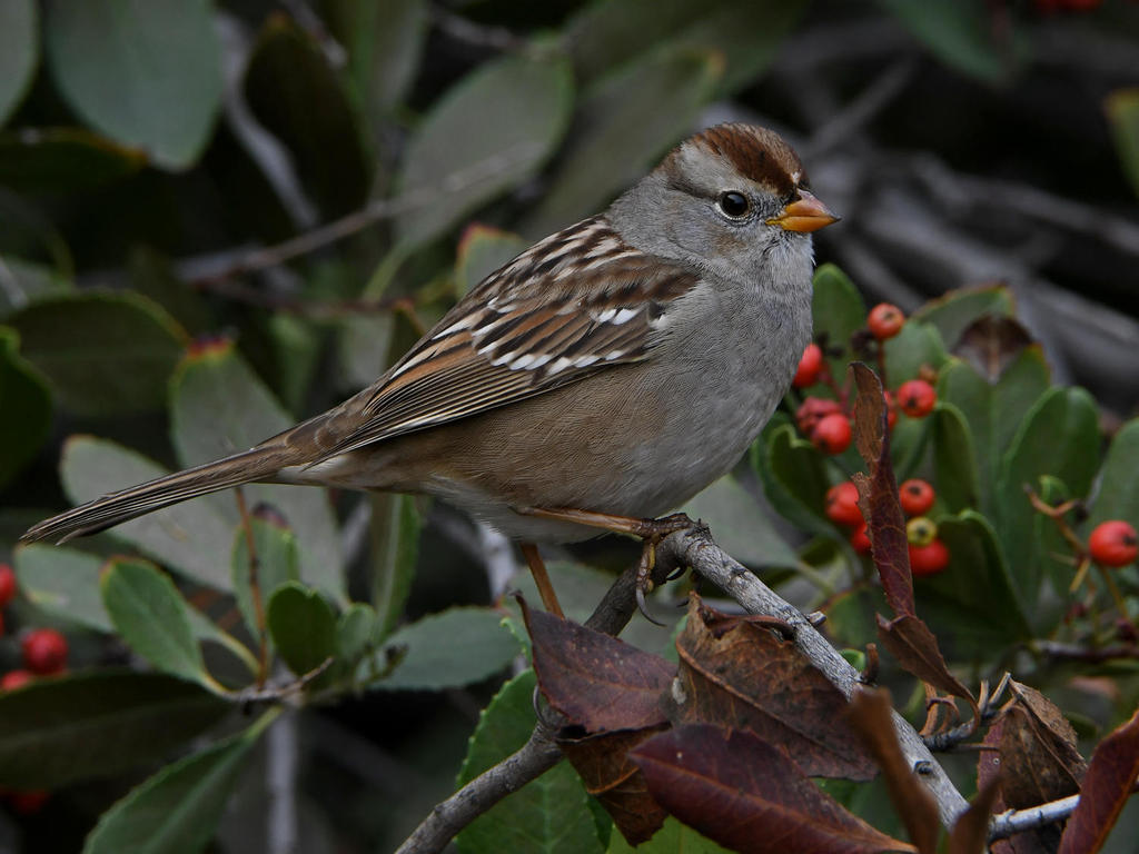 Sparrow3.jpg