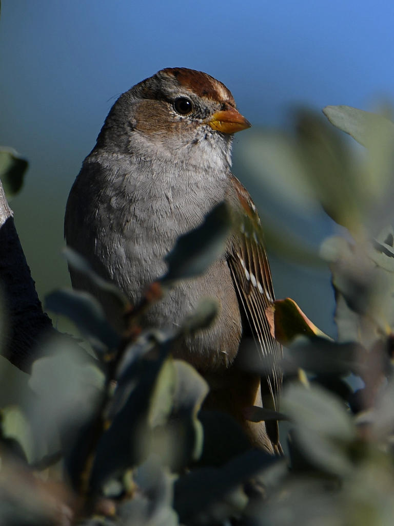 Sparrow3.jpg