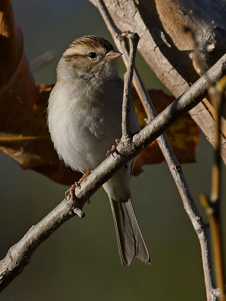 Sparrow3.jpg
