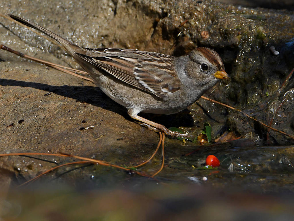 Sparrow3.jpg