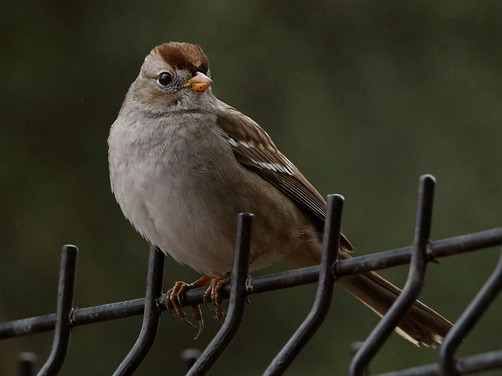 Sparrow3.jpg