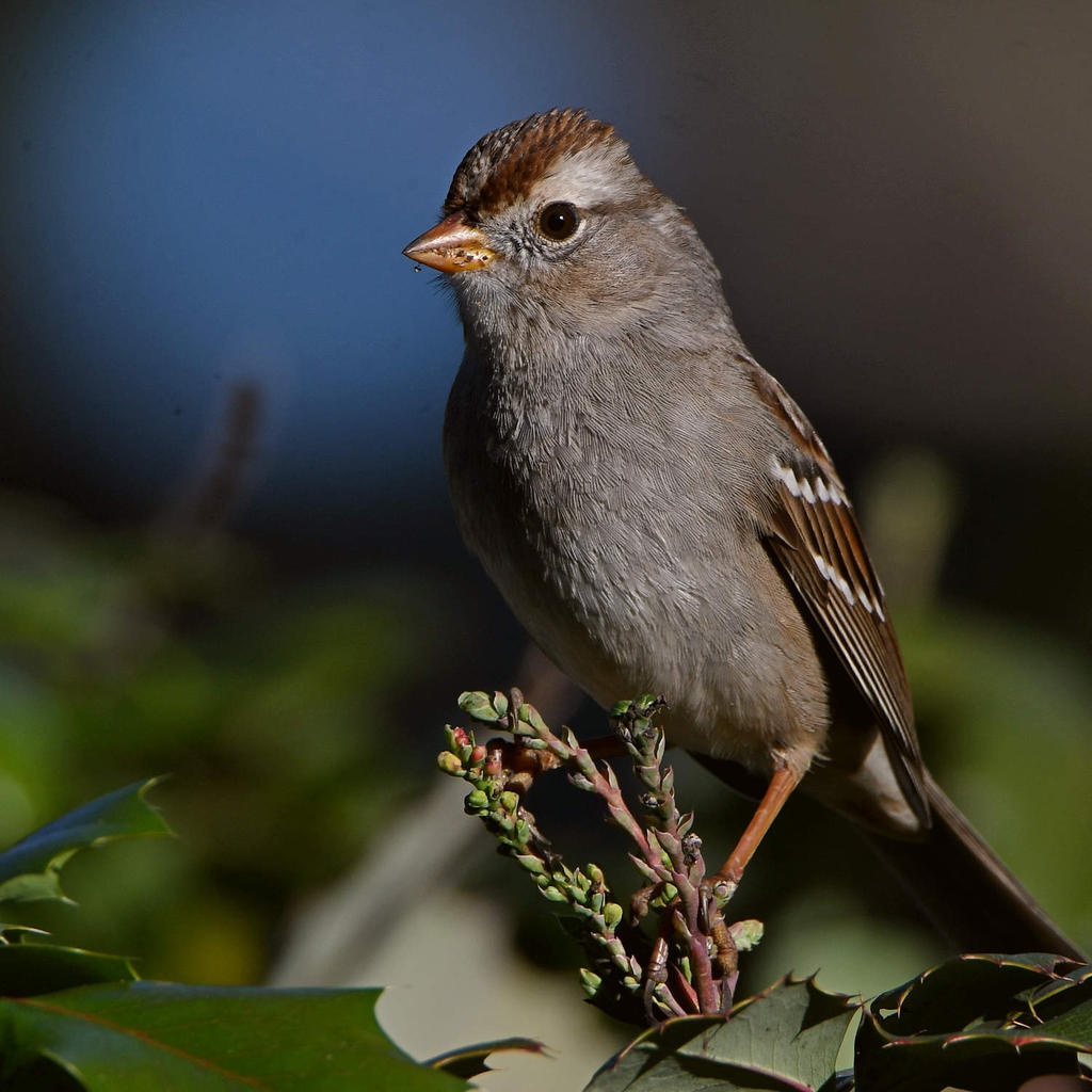 Sparrow3.jpg
