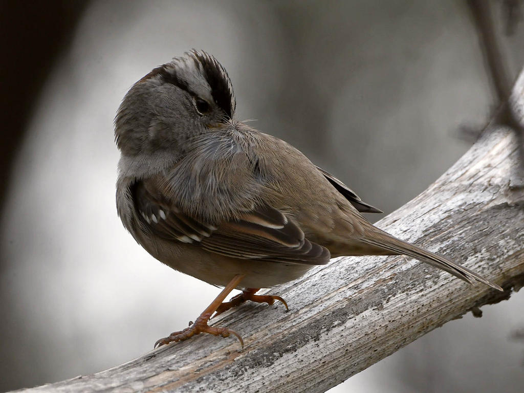Sparrow3.jpg