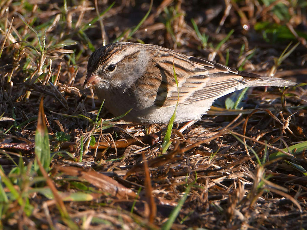 Sparrow3.jpg