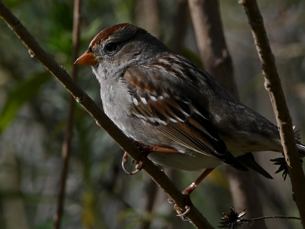 Sparrow3.jpg