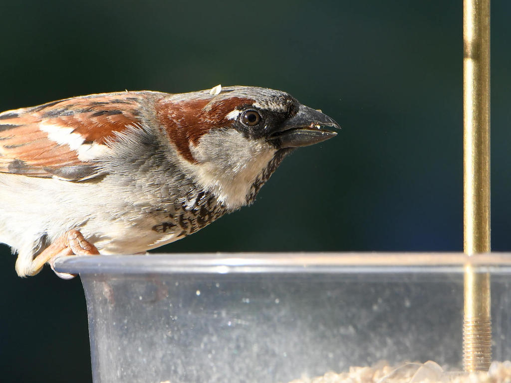 Sparrow3.jpg