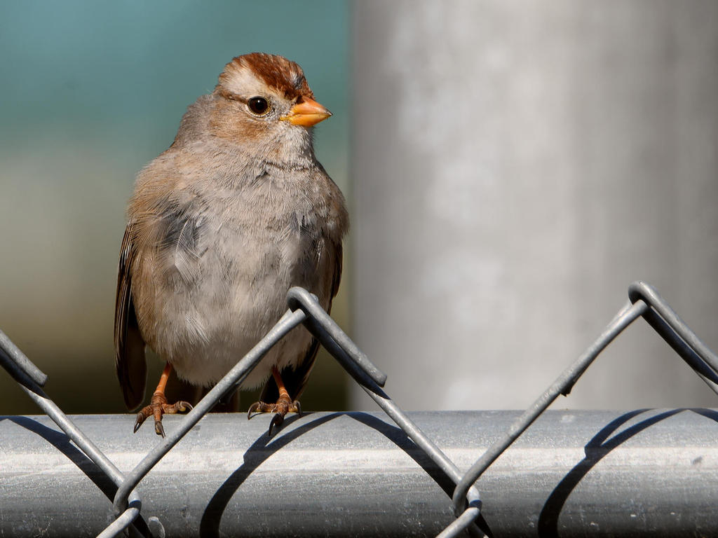 Sparrow3.jpg