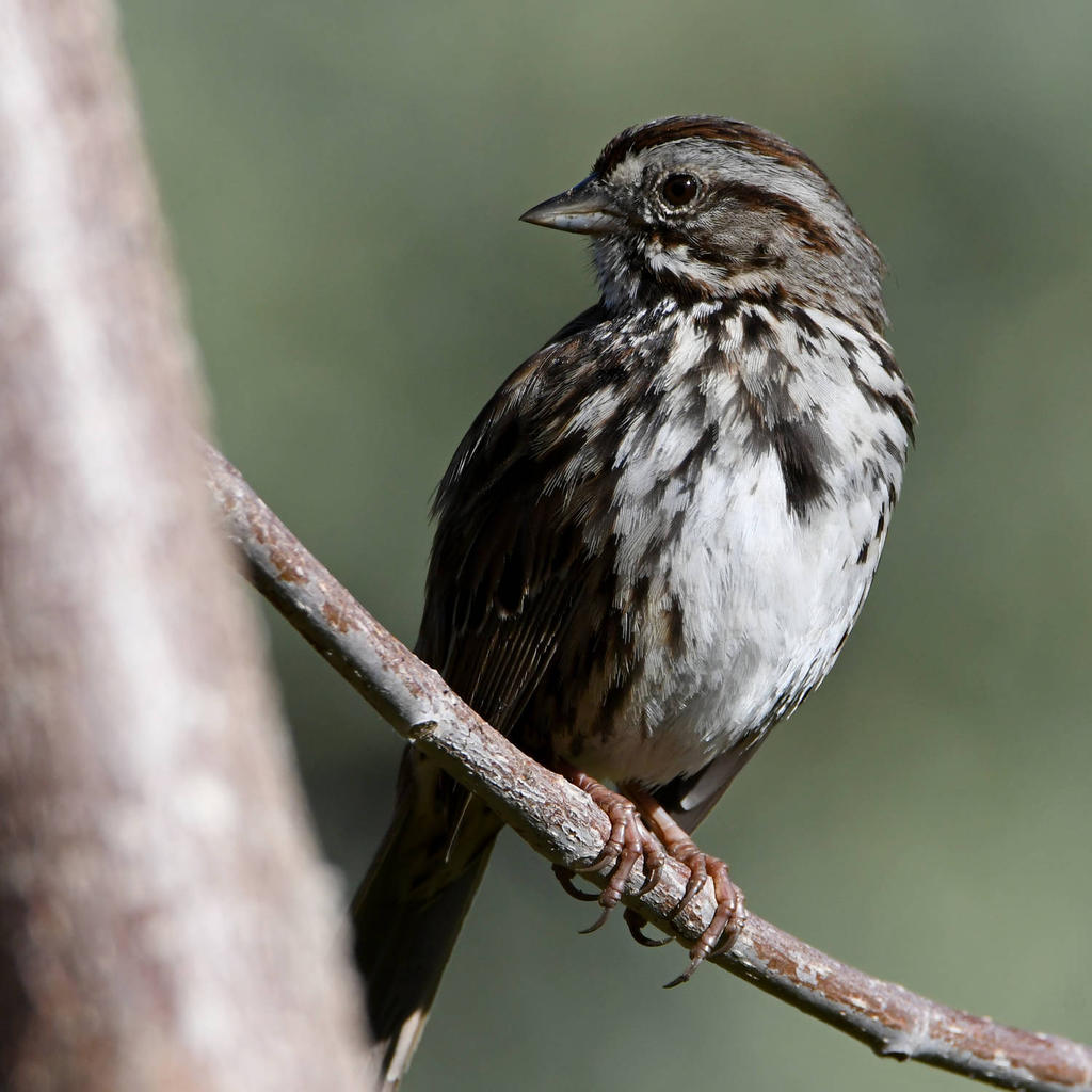 Sparrow3.jpg