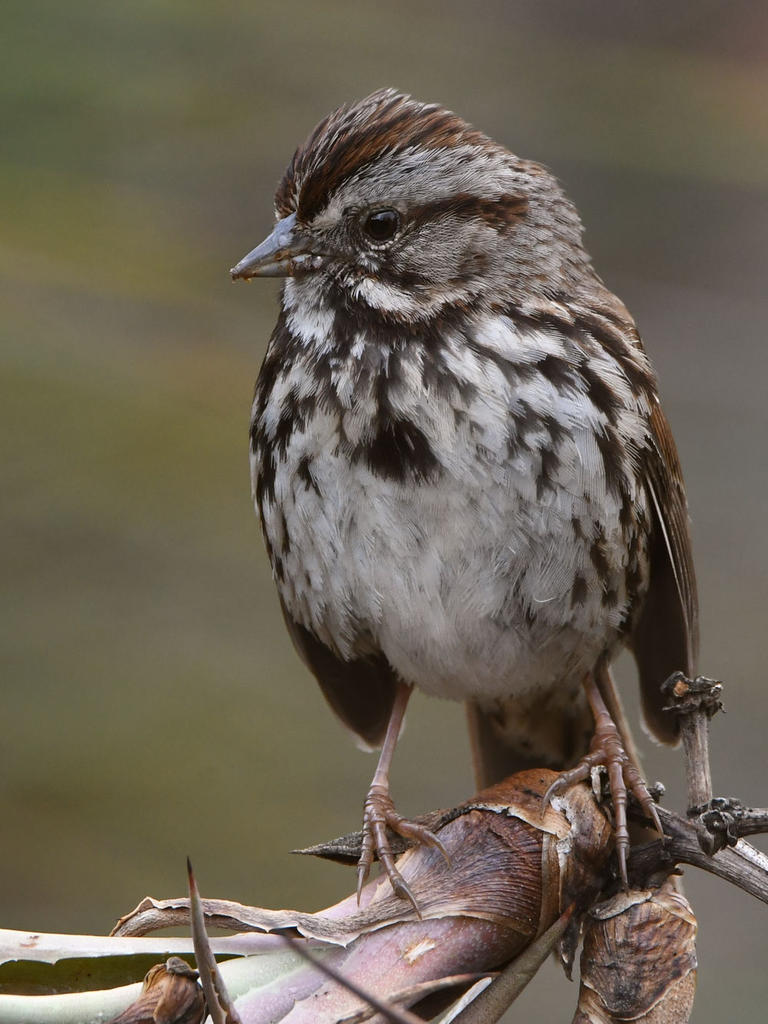 Sparrow3.jpg