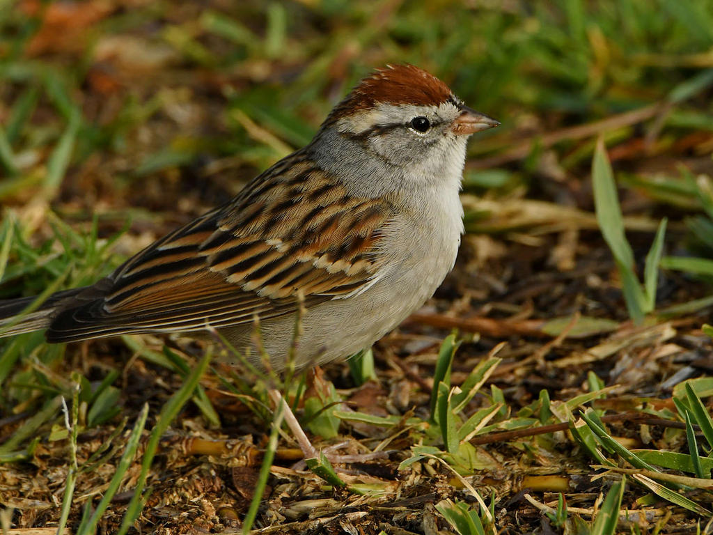 Sparrow3.jpg