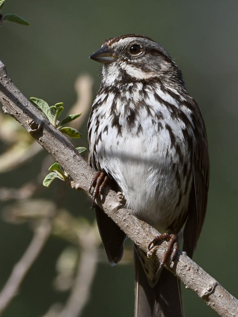 Sparrow3.jpg